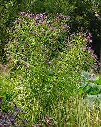 Image result for Vernonia kirkii