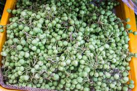 Image result for Solanum torvum