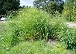 Image result for Rottboellia