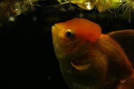 Maybe you would like to learn more about one of these? How To Goldfish Proof Your Aquarium Aquariadise