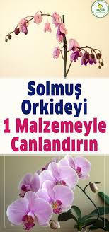 Solmus Orkideyi 1 Malzemeyle Yeniden Canlandirin Orkide Bitki Kadin Pratik Dogal Saglik Bahce Ev Bakim Plants Orchids Flower Garden