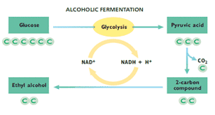 Respirasi anaerob (fermentasi alkohol) i. Respirasi Anaerob Dan Aerob Pengertian Tahapan Perbedaan