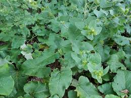 Image result for Hypericophyllum elatum