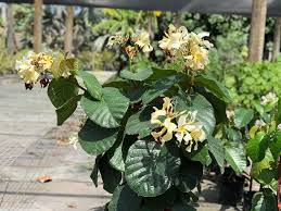 Image result for Asclepias graminifolia