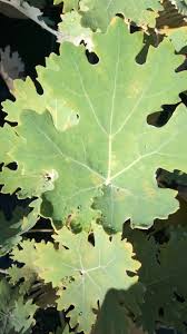 Image result for Macleaya