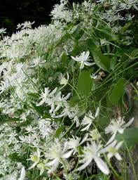 We did not find results for: Sweet Autumn Clematis Holland Bulb Farms 77304