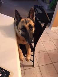 Excellent temperament, substance, and structure. My Big Baby German Shepherd I Love So Much Home Facebook