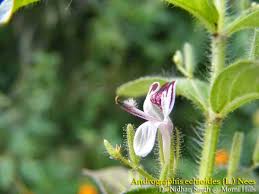 Image result for Teramnus repens