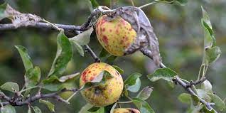 3 Quick Steps To Revive A Dying Apple Tree Couch To Homestead
