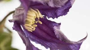 Clematis name meaning and history what does clematis mean and history? Clematis Flower Factor