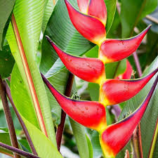 Image result for Heliconia rostrata