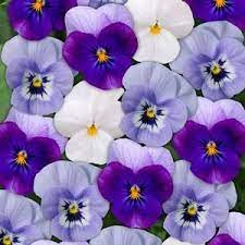 Blueberry Frost Mix Aspx Pansies Flowers Annual Flowers Flower Seeds
