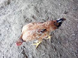 Bahwasanya mimpi tersebut juga merupakan salah satu pertanda kebaikan akan menghampiri kehidupan anda. Ayam Kampung Kacuk Potensi Lumayan Cepat Membesar Dan Mudah Diternak Sentiasa Panas