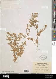 Image result for Rothia hirsuta