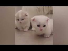 Silly Cats Really Funny Cat Videos Youtube In 2020 Funny Cat Videos Silly Cats Cat Gif