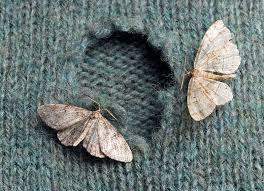 how to get rid of moths: the expert's