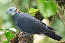 Ashy Wood Pigeon Columba Pulchricollis Ashy Wood Pigeon Bhutan India Tibet Laos Myanmar Nepal Taiwan And T Wood Pigeon Beautiful Birds Dove Pigeon