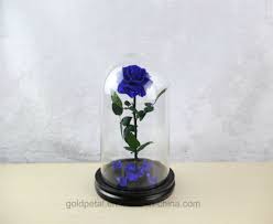 Water every single one and then time travel a day forward. China Hot Sell 3 4 Years Lasting Preserved Dark Blue Rose Flowers In Glass Dome For Christams Gifts China Preserved Flower And Rose Price