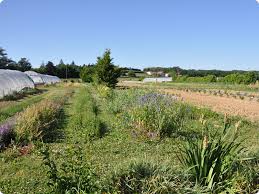 Le Potager De Paco Libre Cueillette De Legume Bio A Pact Et A Beaurepaire En Isere Pascal Gueneu
