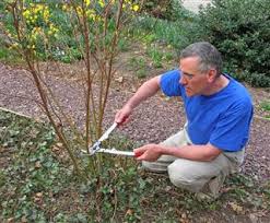 Pruning is best done in late winter to early spring for most shrubs. Expert Tips On The Right Time And Technique Of Pruning Burning Bush Gardenerdy