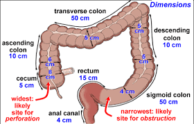 The small intestine, where most of the absorption occurs, is divided into three sections, the duodenum, the jejunum, and the ileum. The Ascending Colon Gross Anatomy Of The Ascending Colon Physiology Of The Ascending Colon Histology Of The Ascending Colon Anatomy Medicine Com