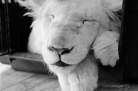 Baby Black And White Lion Pictures Pin On Products