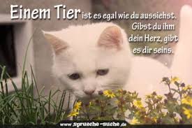 Spruche Zum Nachdenken Einem Tier Ist Es Egal Wie Die Aussiehst Spruche Tiere Katzen Zitate Ausgestopftes Tier