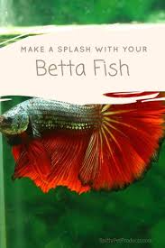 Betta Fish Tank Setup Ideas That Make A Statement Spiffy Pet Products Betta Fish Betta Fish Tank Betta