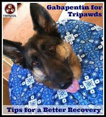 Pin On Fitness Tips For Amputee Pets