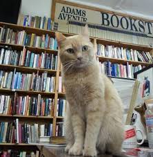 30 Awesome Things To Do In San Diego Bookstore Cats Cats Cat Books