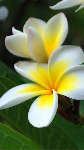 Pure Beautiful Plumeria Rubra Flower Branch Macro Iphone 6 Wallpaper Plumeria Flowers Most Beautiful Flowers Beautiful Flowers