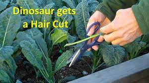 Cut the largest leaves off with your pruning shears. How To Harvest Kale And Swiss Chard Youtube