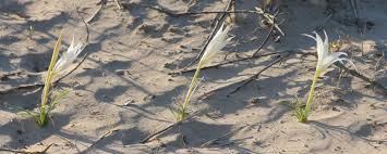 Image result for Crinum walteri