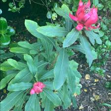 Image result for Hermbstaedtia odorata