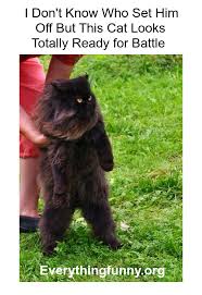 Mike soon regretted the day he swallowed a magnet funny cat meme image. Funny Cat Pictures Archives Everything Funny