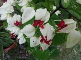 Saya minta rekapitulasi cara hitungnya pokok dan bunga tidak masuk akal. Tropical White Flower Bunga Seri Pagi Stock Photo Picture And Royalty Free Image Image 23697181