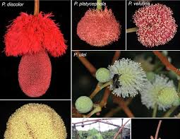 Image result for Parkia