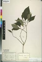 Image result for Rauvolfia mannii