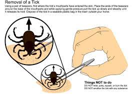 Four of its five employees are state certified pest control operators. Ticks And Tick Control