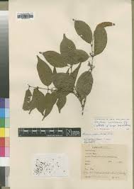 Image result for Mostuea batesii