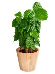 Pole beans can grow ten feet or more tall. Houseplants Coffee Plant How To Grow Coffee Plant