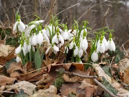 Image result for late winter early spring photos