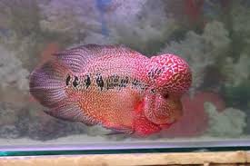 #cencu instagram videos and photos. Sejarah Louhan Kokzilla Indonesia