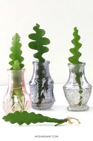 Image result for cactus cuttings