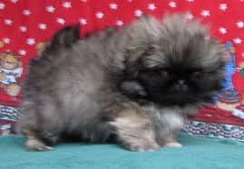 They have had their first sets of shots. Pekingese Puppies For Sale Pekingese Puppies Pekingese Puppies For Sale Pekingese