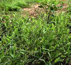 Image result for Urochloa