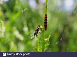 Black And White Striped Caterpillar With Orange Dots Orange And Black Caterpillar High Resolution Stock Photography And Images Alamy