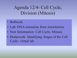Cell cycle and mitosis worksheet answer key jplew. Bellwork Domestic Horses Have 64 Chromosomes How Many Chromosomes Should Be In An Egg Cell Of A Female Horse A 16 B 32 C 64 D Ppt Video Online Download