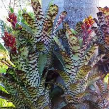 Image result for Aechmea