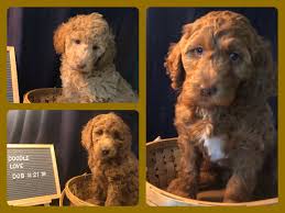 The miniature goldendoodle is not a purebred dog. Daisey S Doodles Seattle Happy 2020 From Rosie S F1b Mini Medium Goldendoodles